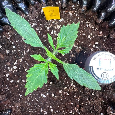 #2 growlog timeline photo