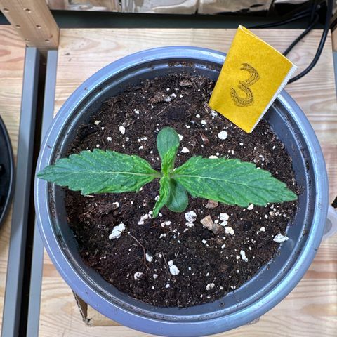 #3 growlog timeline photo