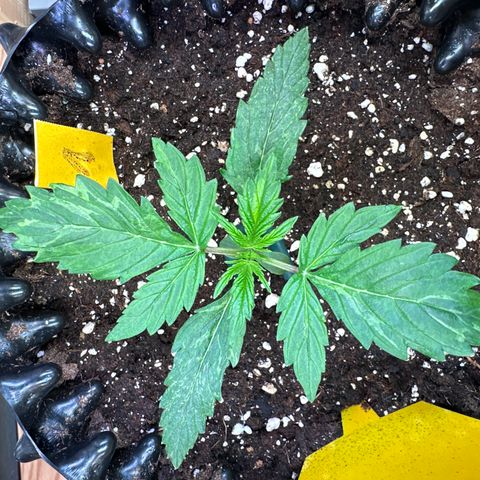 #1 growlog timeline photo