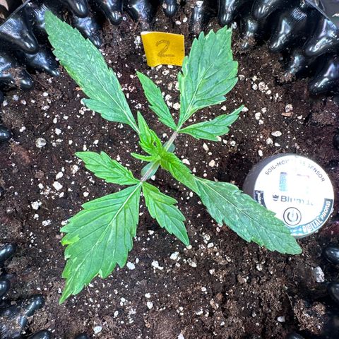 #2 growlog timeline photo