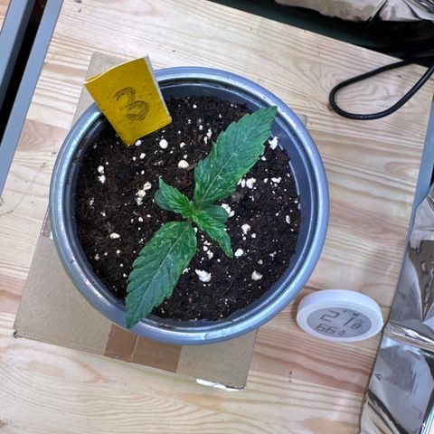 #3 growlog timeline photo
