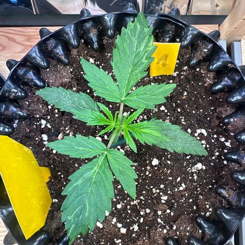 #1 growlog timeline photo