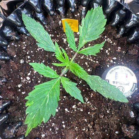 #2 growlog timeline photo