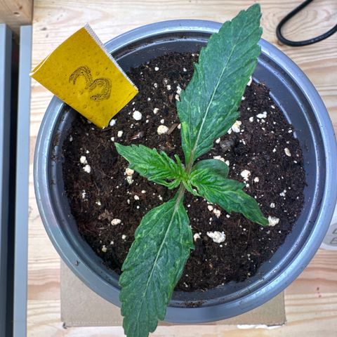 #3 growlog timeline photo