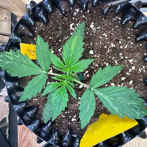 #1 growlog timeline photo