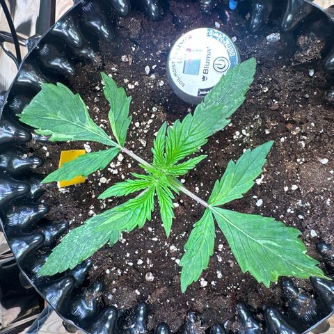#2 growlog timeline photo