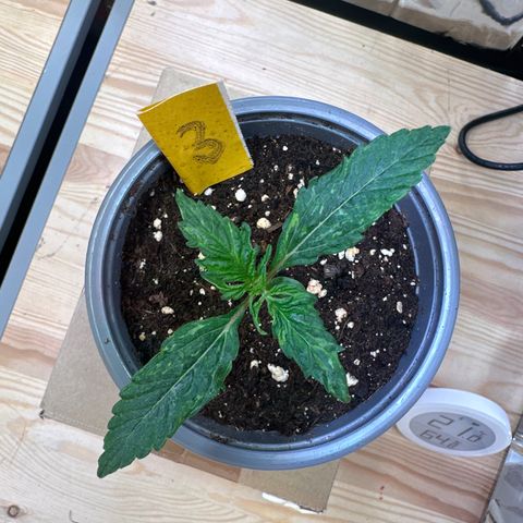 #3 growlog timeline photo