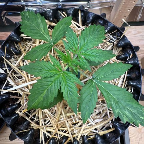 #1 growlog timeline photo