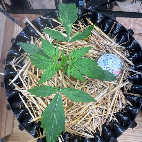 #2 growlog timeline photo