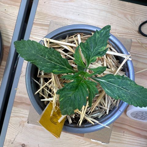 #3 growlog timeline photo