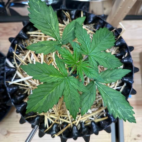 #1 growlog timeline photo
