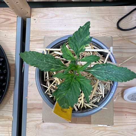 #3 growlog timeline photo