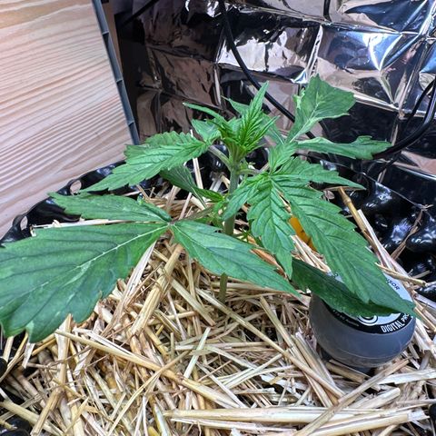 #3 growlog timeline photo