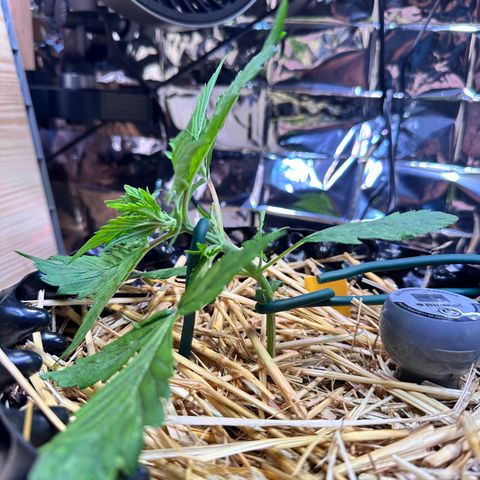 #2 growlog timeline photo