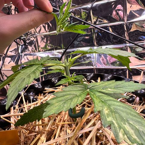 #1 growlog timeline photo