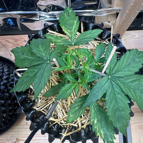 #1 growlog timeline photo
