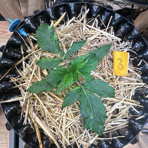 #3 growlog photo: Scheint ein bisschen Schwiegkeiten zu haben