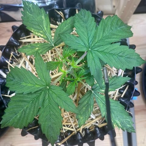 #1 growlog timeline photo