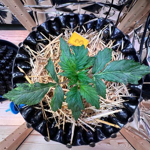 #3 growlog timeline photo