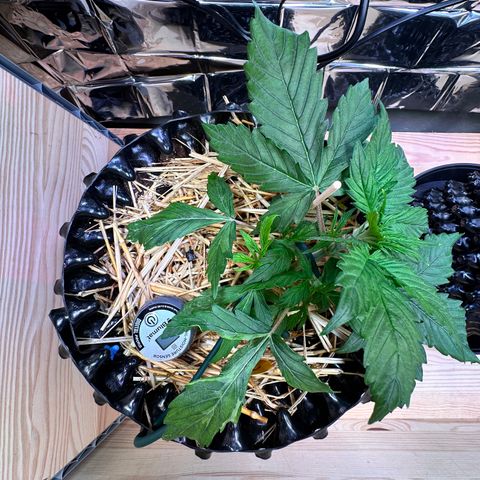 #2 growlog timeline photo