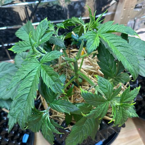 #1 growlog timeline photo