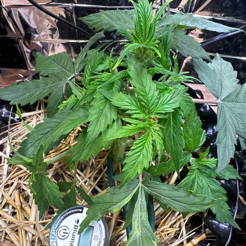 #2 growlog timeline photo