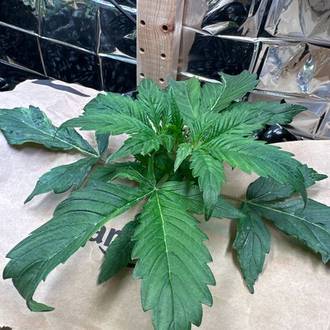 #3 growlog timeline photo