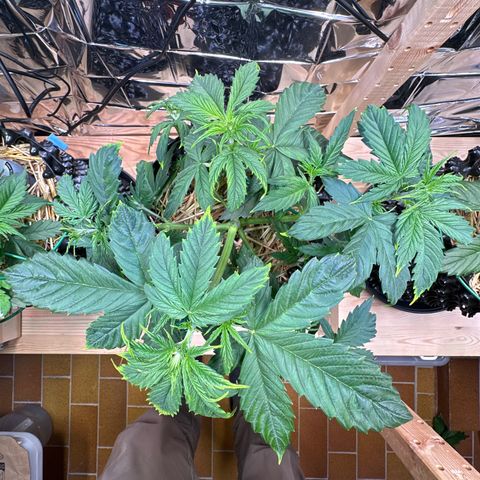 #1 growlog timeline photo