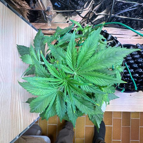 #2 growlog timeline photo