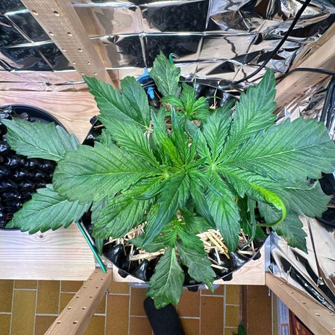 #3 growlog timeline photo