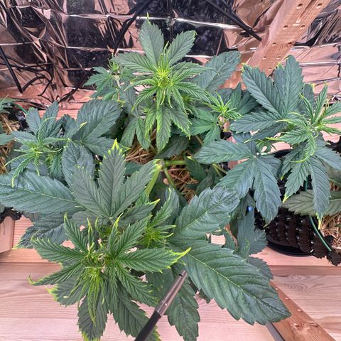 #1 growlog timeline photo