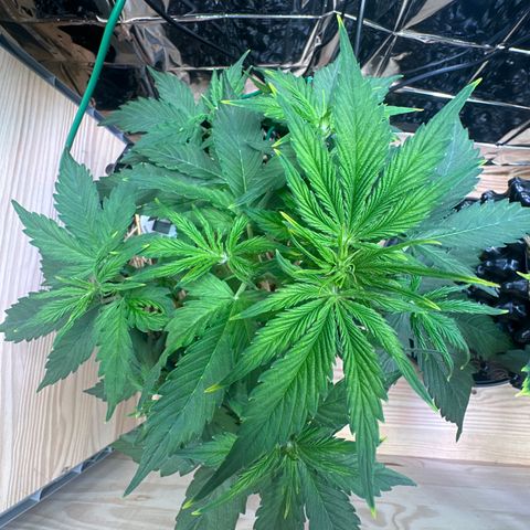 #2 growlog timeline photo