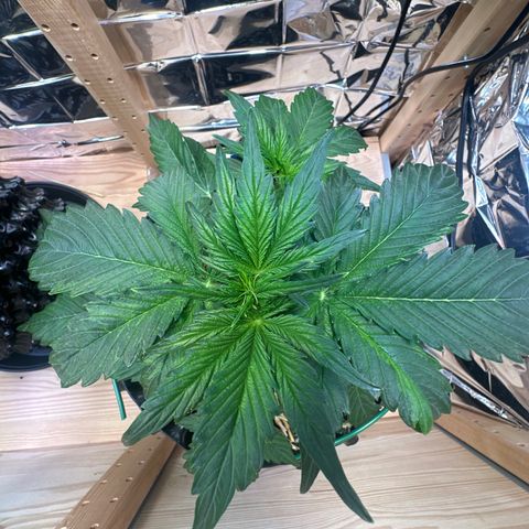 #3 growlog timeline photo