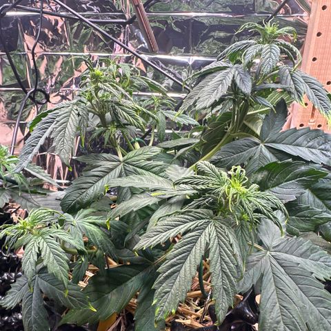 #1 growlog timeline photo