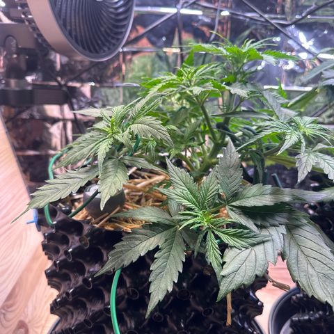 #2 growlog timeline photo