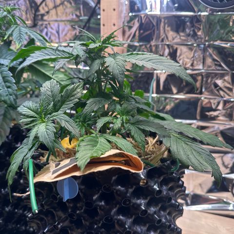 #3 growlog timeline photo