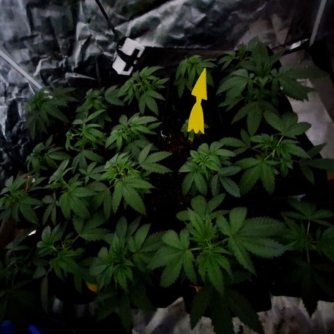 Projeto #1 growlog timeline photo