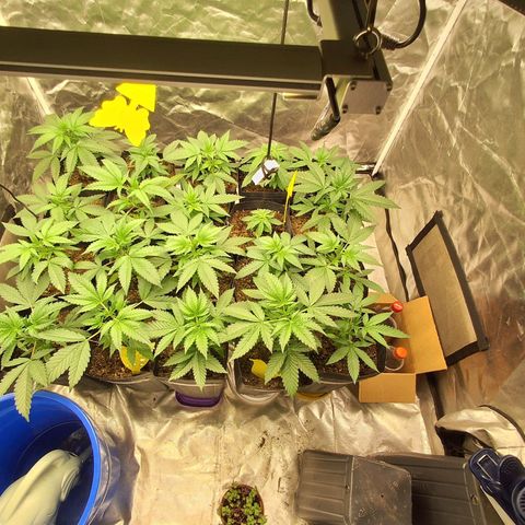 Projeto #1 growlog timeline photo