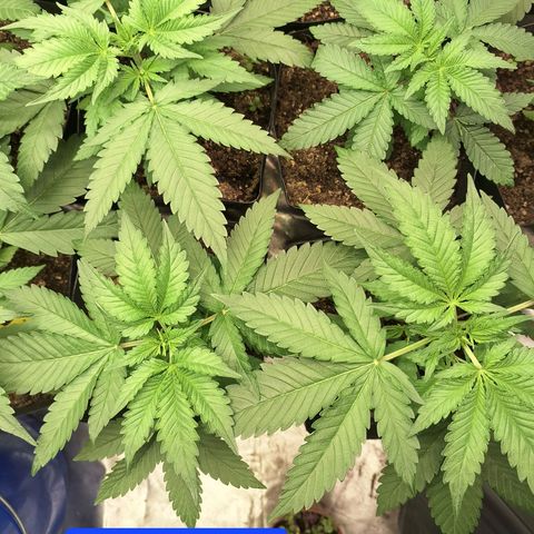 Projeto #1 growlog timeline photo