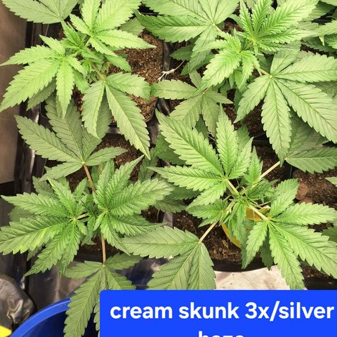 Projeto #1 growlog timeline photo