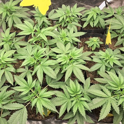 Projeto #1 growlog timeline photo