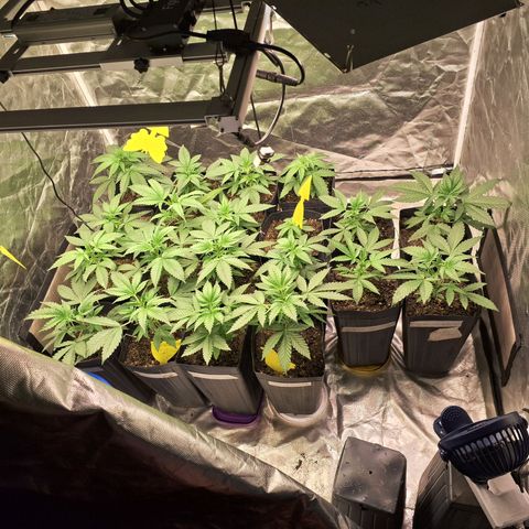 Projeto #1 growlog timeline photo
