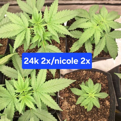 Projeto #1 growlog timeline photo