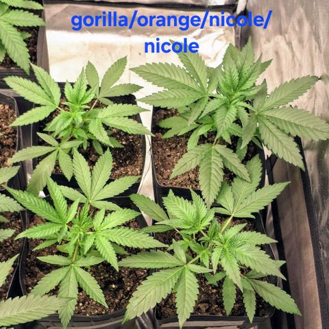 Projeto #1 growlog timeline photo
