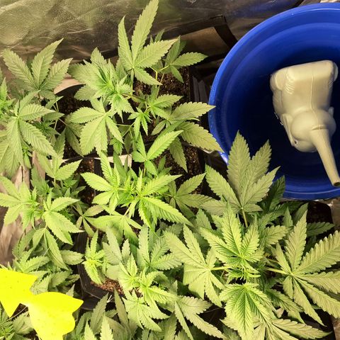 Projeto #1 growlog timeline photo