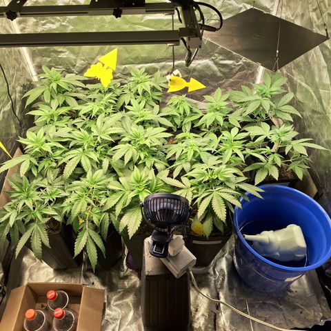 Projeto #1 growlog timeline photo