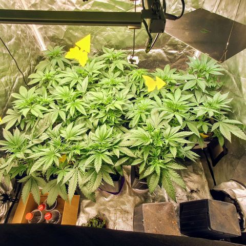Projeto #1 growlog timeline photo