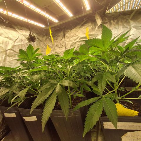 Projeto #1 growlog timeline photo