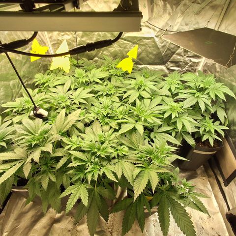 Projeto #1 growlog timeline photo