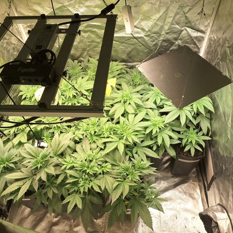 Projeto #1 growlog timeline photo